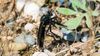 Siyah suikastçi sinek (Dasypogon)