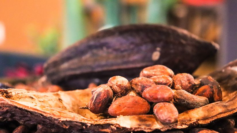 Kakao ağacının meyvesi ve kakao çekirdekleri
