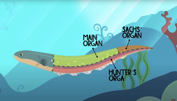 Elektrikli yılan balığının elektrik üreten organları