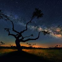 Galaksi Ağacı