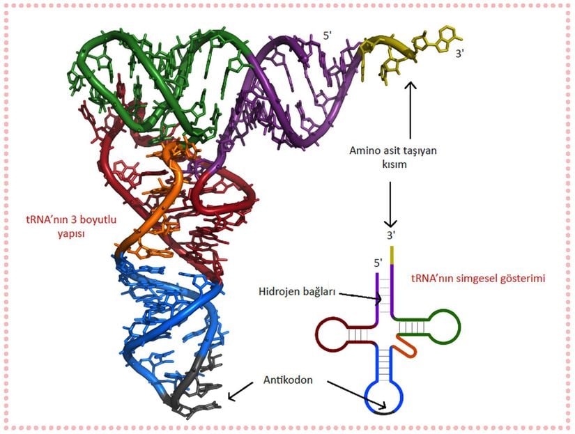 Taşıyıcı RNA'nın (tRNA) 3 boyutlu yapısı.