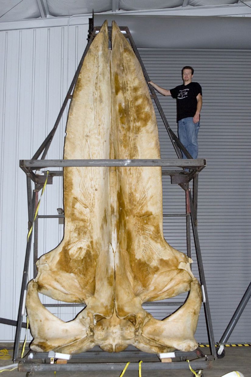 Mavi balinaya ait 5.8 metre uzunluğundaki bir kafatası ile insan boyunun kıyası.