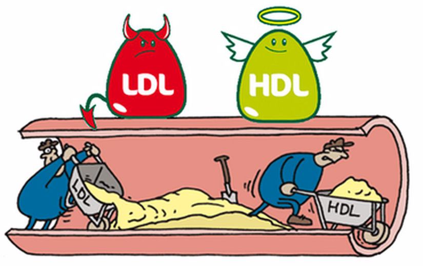 HDL ve LDL'nin işlevleri