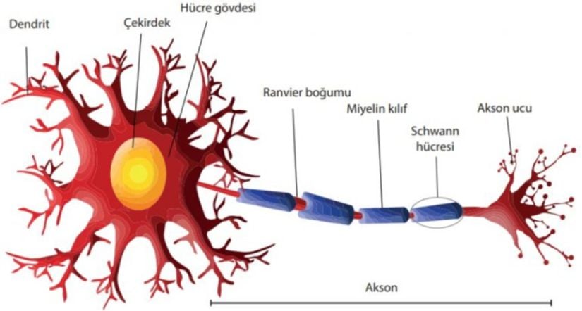 Bir Nöronun Yapısı