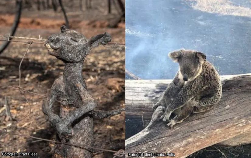 Yangından kaçmaya çalışırken dikenli tellere takıldığı için yanan bir yavru kanguru ve alevler nedeniyle devrilen bir ağaçtan kurtarılan koala.