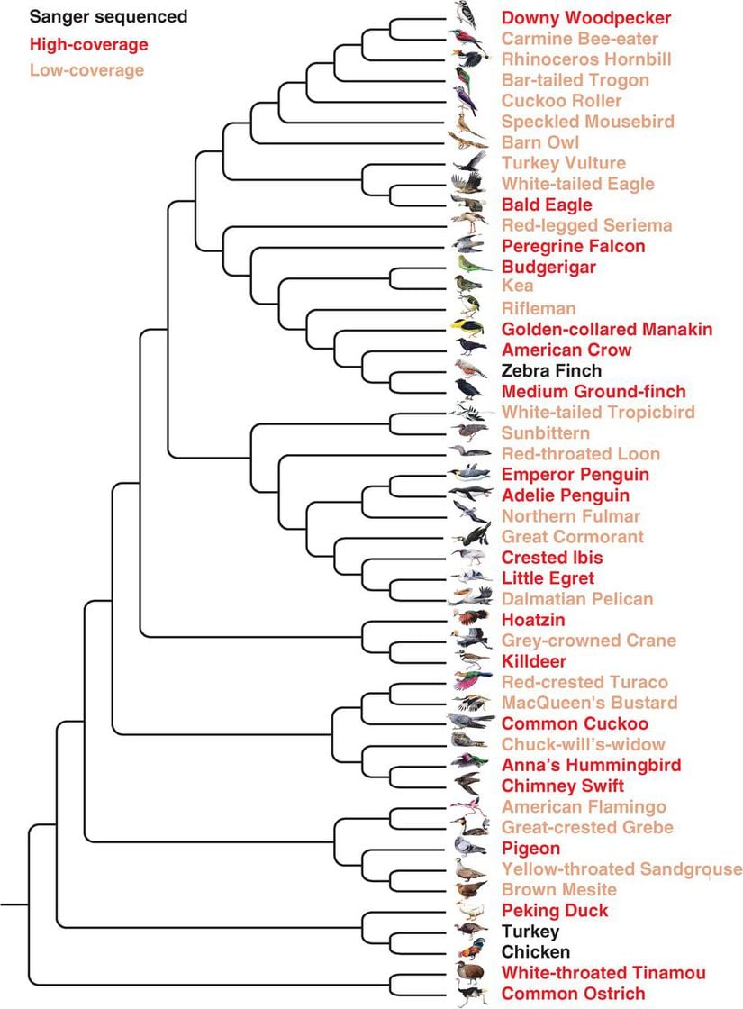 Kuş aile ağacı ve dizilenen genomlar