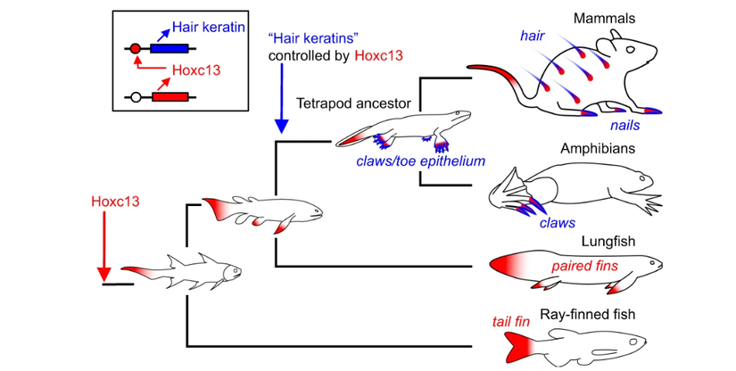 Hoxc13 geninin ifade modelindeki evrimsel değişiklikleri gösteren bir diagram. Bu diagram Hoxc13 ile &quot;saç keratinleri&quot; arasındaki düzenleyici bağlantının ortaya çıkışı, mevcut omurgalılarda elde edilen verilerden ve bilinen filogenilerinden çıkarılmıştır. &quot;Saç keratinleri&quot; insan keratinleri KRT31-KRT40 ve KRT81-KRT86 ve bunların diğer türlerdeki ortologlarını ifade eder. Kırmızı ve mavi gölgelendirme sırasıyla Hoxc13 genini ve saç keratin homologlarının ifade alanlarını işaret eder.