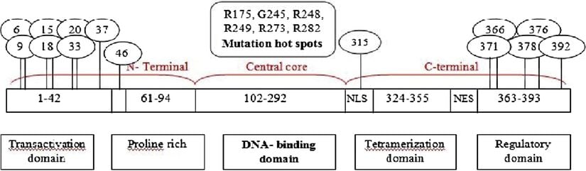 3 bölgeye (N-terminal bölgesi, Merkezi çekirdek bölgesi ve C-terminal bölgesi) sahip, beş alanlı 393 amino asitten oluşan p53 yapısının ayrıntılı temsili. (Dairelerdeki sayılar, p53 geninin fosforilasyon bölgesini temsil eder.)