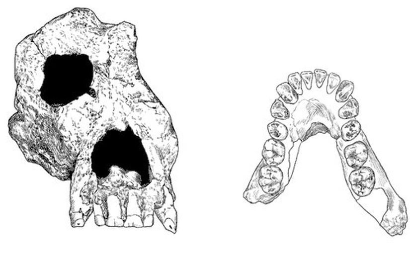 Ouranopithecus (Fosil Çizim)