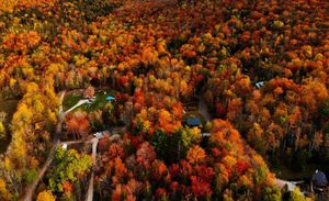 UK Autumn Leaves Remain Green Amid Chaotic Weather Patterns