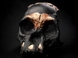 Araştırmacılar, Homo Naledi'nin Ateşi Kullandığına Dair Kanıt Buldu