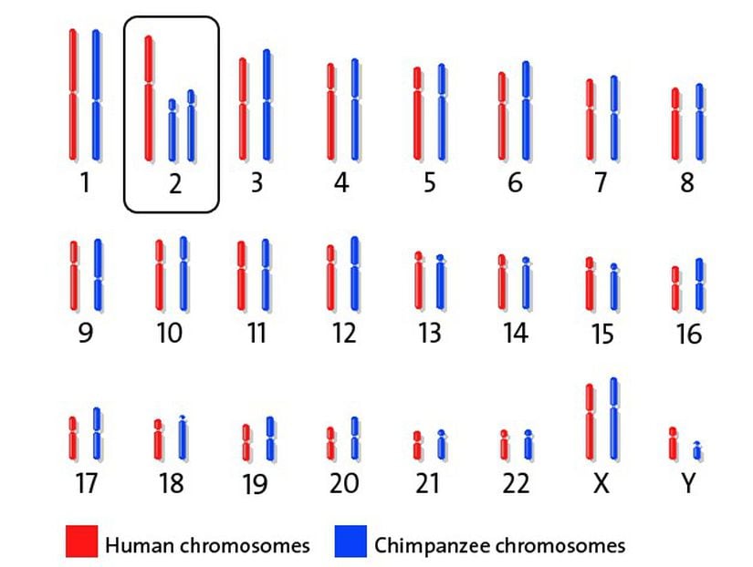 Karşılaştırma için insan ve şempanze kromozomları.
