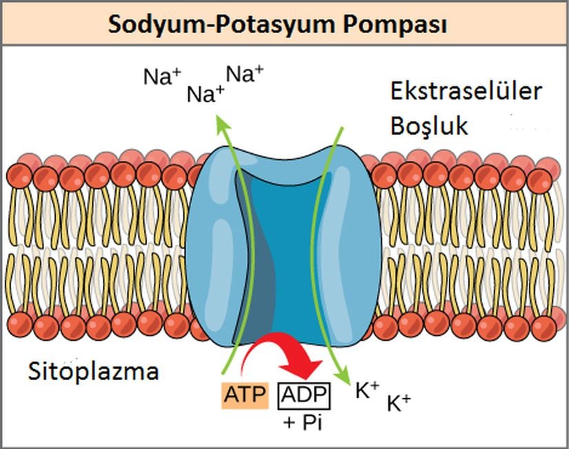 Enerji Bağlantısı: Sodyum-potasyum pompaları, hücre zarı boyunca sodyum ve potasyum iyonlarını pompalamak için ekzergonik ATP hidrolizinden elde edilen enerjiyi kullanır.