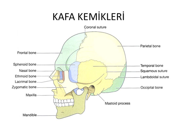 buradan kafa kemiklerinin yerlerini inceleyebilirsiniz.