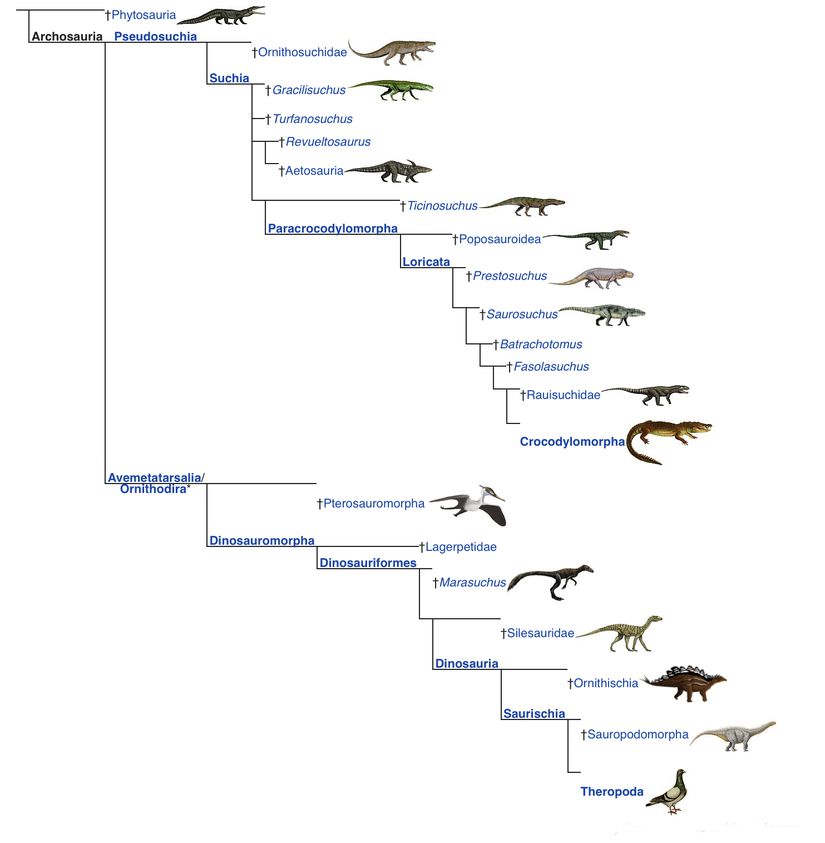 Archosaur (Arkozor) kladının filogenetik ağacı.