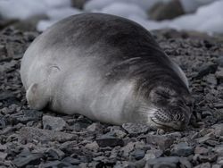 Foklar, Avcılardan Kaçınmak İçin Okyanusun Derinliklerinde Uyuyabilme Yetenekleriyle Bilim İnsanlarını Şaşırtıyor