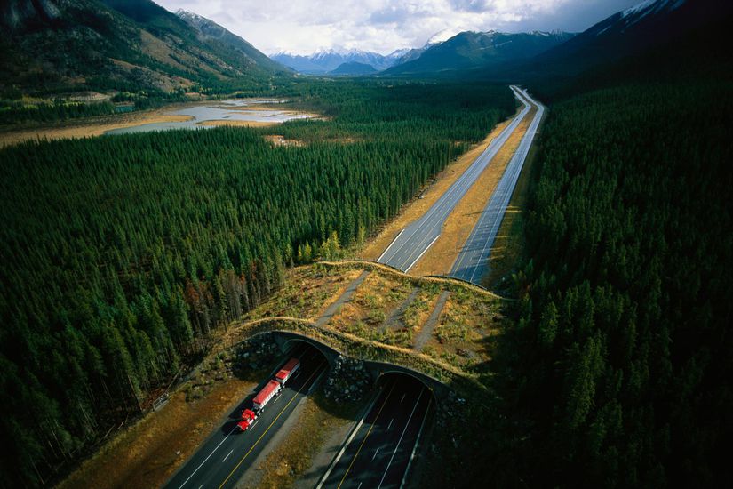 Banff Ulusal Parkı'ndaki, Trans-Canada Otoyolu'nda Bulunan "Ekolojik Köprü"