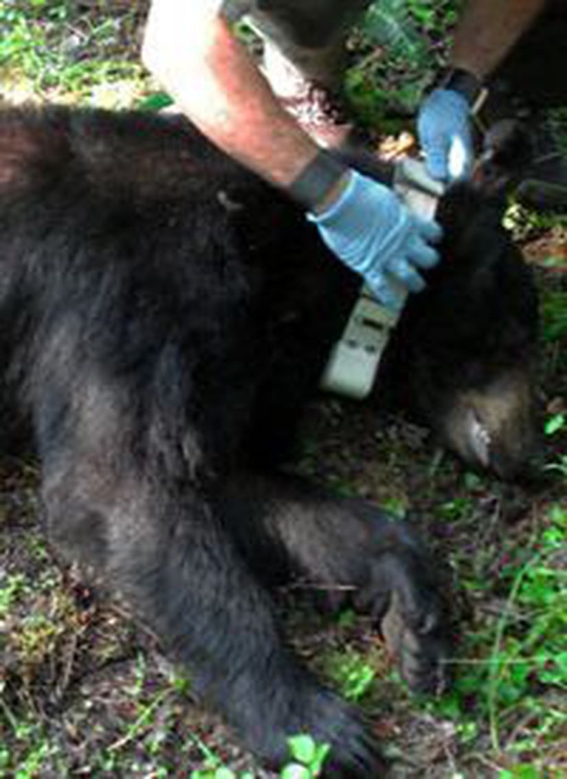 Bir kara ayıya (Ursus americanus) radyotelemetri tasması takılıyor.