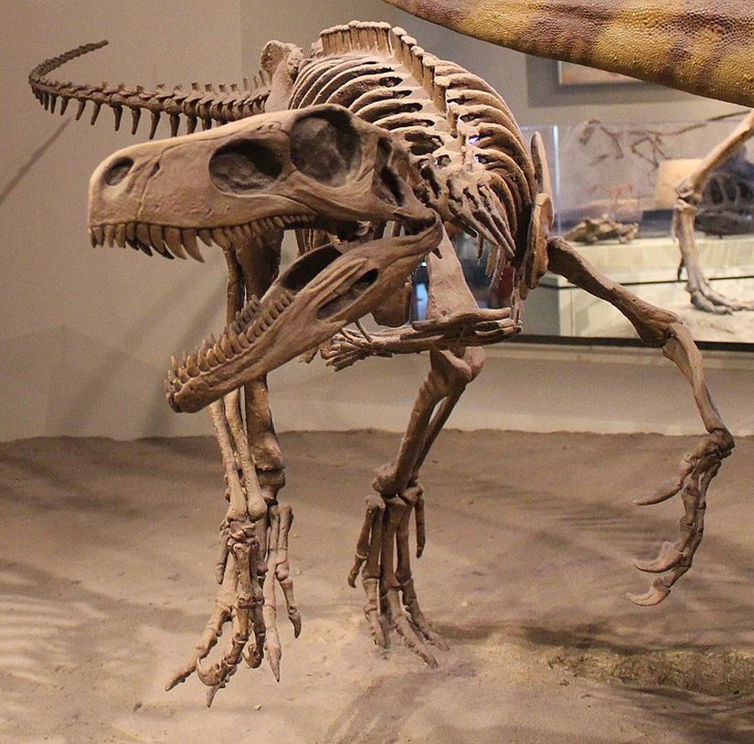 Herrerasaurus ischigualastensis  iskeleti