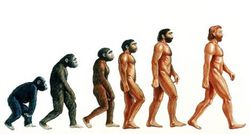 İnsanların maymunlardan evrimleşdiğinin kanıtı nedir?