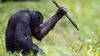 Bonobolar, Taş Devri İnsanlarınkine Benzer Şekilde Aletler Yapıyorlar!