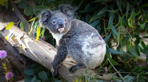 Koala Makes Surprise Supermarket Visit