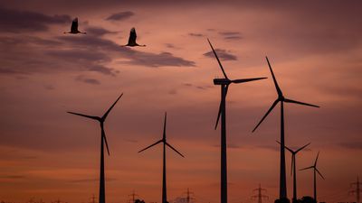 Rüzgar Türbinleri, Gerçekten Kuş Ölümlerini Arttırıyor mu?