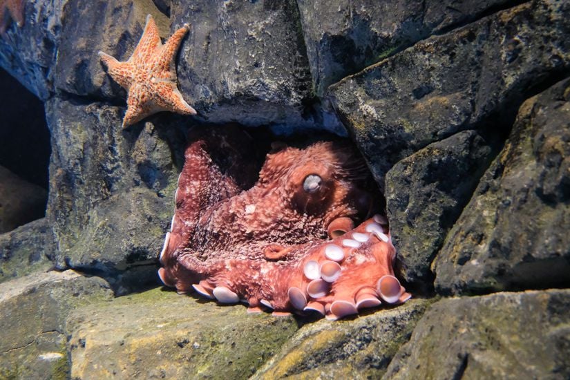 Bu fotoğraf, deniz yıldızının yanında uyuyan bir ahtapotu gösteriyor.