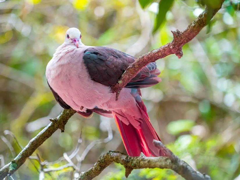 Pembe güvercin, Mauritius Adası'na özgü, nadir ve tehlike altındaki bir güvercin türüdür. Bu kuş türü, adını açık pembe renkli tüylerinden alır ve beyaz kanatlarıyla dikkat çeker. 1990'larda nüfusu ciddi şekilde azalmış ve yalnızca 10 bireye kadar gerilemiştir, bu yüzden nesli tükenme riski çok yüksek olarak değerlendirilmiştir. Ancak, yoğun koruma çalışmaları sayesinde bir nebze sayıları artmış ve halen hayatta kalmaları sağlanmıştır.