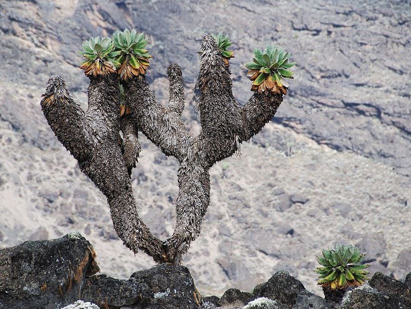 Dendrosenecio kilimanjari bitkisinin gövdesindeki çürümüş yaprak tabakası.