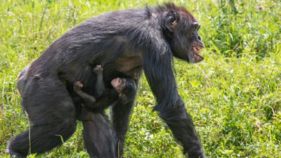 Babalık Testleri Bile %99 Sonuç Vermeyebilirken, Şempanzelerle Nasıl %98.77 Akrabayız?