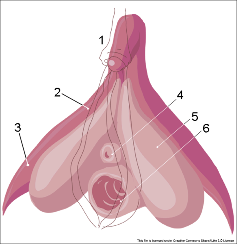 Vulva Anatomisi: 1. Klitoral glans, 2. Corpus cavernosum clitoridis, 3. Crus clitoridis, 4. Üretra ağzı, 5. Vestibül, 6. Vajina girişi