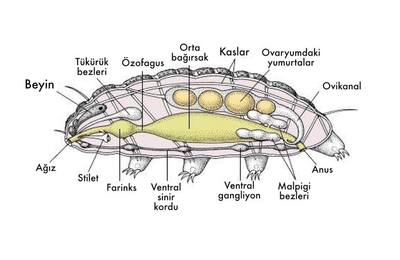 Tardigrad anatomisi.