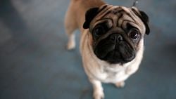 Köpeklerin Son 100 Yılda Yapay Seçilim Yoluyla Evrimindeki Hastalık ve Sorunlar: Köpekleri Nasıl Bozduk?