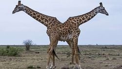 Zürafaların Boyunları Neden Uzundur?