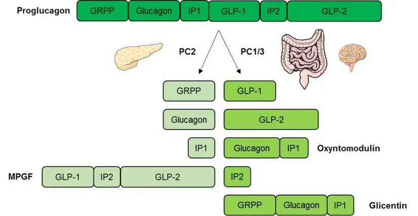 Proglukagonun dokuya özgü işlenmesi. Pankreasta proglukagon, işleme enzimi prohormon dönüştürücü 2 (PC2) tarafından glukagona, glisin ile ilişkili pankreas polipeptidine (GRPP), araya giren peptid 1'e (IP1) ve ana proglukagon fragmanına (MPGF) dönüştürülür. Bağırsakta ve beyinde proglukagon, prohormon dönüştürücü 1/3 (PC1/3), glukagon benzeri peptid 1 (GLP-1), glukagon benzeri peptit 2 (GLP-2), oksintomodulin, araya giren peptit 2 (IP2) tarafından metabolize edilir.