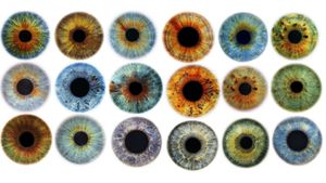 İnsan Göz Renklerinin Evrimi