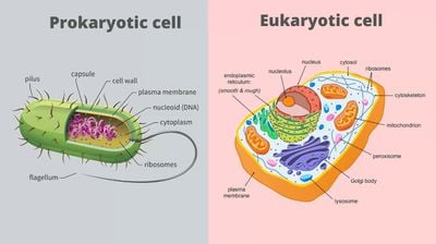 Prokaryotik ve Ökaryotik Hücrelerin Karşılaştırılması: Prokaryotlar ile Ökaryotlar Arasında Ne Fark Var?