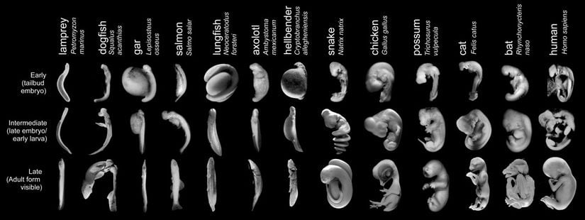 Farklı canlı türlerinin 3 ayrı evredeki embriyo karşılaştırması...