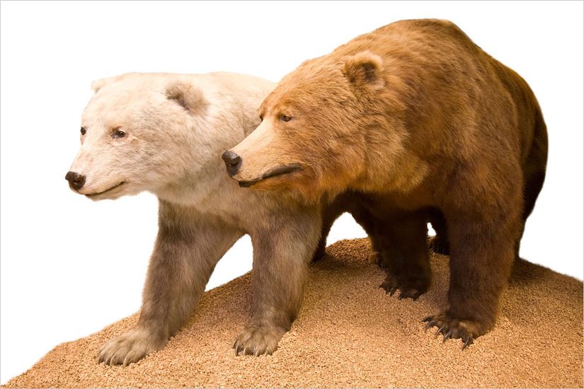 Görsel 1. Yukarıda, Londra’daki Natural History Müzesi’nde sergilenmekte olan bir bozayı-kutup ayısı melezi görülmektedir. Bu tip melezleşmeler nispeten az rastlanır olsa da her iki ebeveyn türün genetik mirasını etkileyecek sıklıktadır.