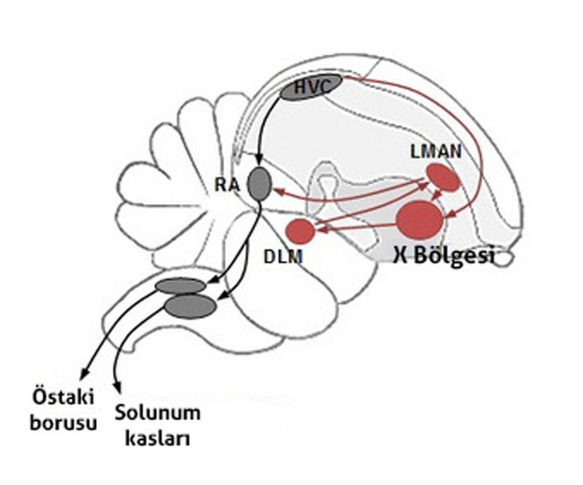 Kuş beyninde, ötüş öğrenimi ve üretimini kontrol eden nöral devreleri şematik biçimde gösteren oksal görünüm. Ötüş üretimi için gerekli olan motor patika siyahla, ötüş öğrenimi ve plastisite için gerekli olan anterior önbeyin patikası kırmızı ile gösterilmiştir. Beyindeki çekirdekler (nöron toplulukları) için kullanılan kısaltmalar: X Bölgesi (medial striatum’daki X Bölgesi), DLM (talamusun dorsolateral çekirdeğinin medial kısmı), HVC (E.N. High Vocal Center – Kuşlara özgü seslendirmeleri kontrol eden beyin bölgesi), LMAN (anterior nidopallium’un büyük hücreli çekirdeğinin lateral alt bölgesi) ve RA (arcopallium’un iri çekirdeği).