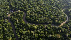 Women Ex-Combatants Lead Amazon Environmental Restoration