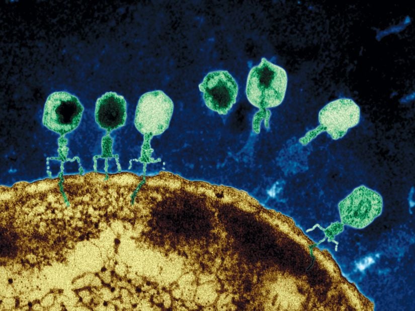 Bakterilere saldıran virüslerin renklendirilmiş fotoğrafı