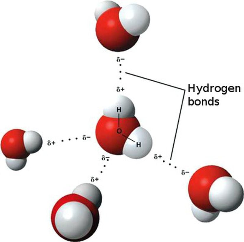 Birden fazla su molekülü bir arada bulunduklarında, bu moleküller arasında çok güçlü bir bağ olan (ancak kovalent bağa göre daha zayıf olan) hidrojen bağları kurulur. Bu bağlar, moleküllerin Hidrojen tarafındaki pozitivitenin, diğer bir molekülün Oksijen tarafındaki negativite ile etkileşiminin bir ürünüdür.