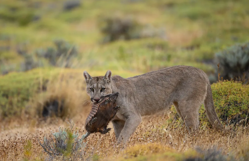 Genç bir puma armadillo yemeye çalışıyor