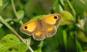 Nature-Friendly Farming Benefits Flourish Across England