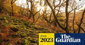 Wales Aims To Restore Celtic Rainforests