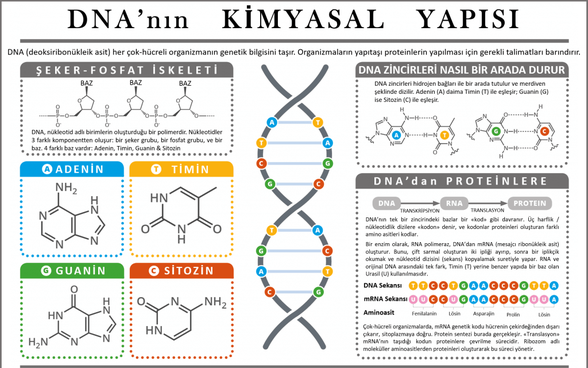 DNA'nın Kimyasal Yapısı