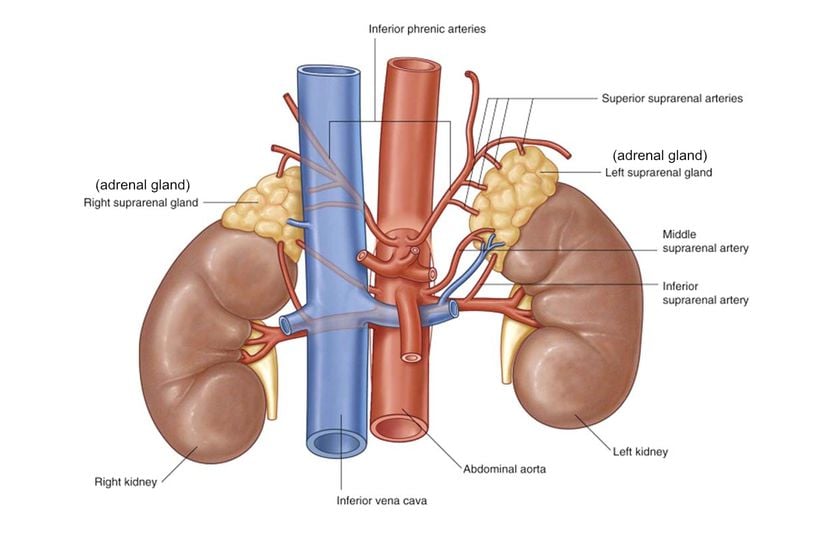 Böbrek üstü (suprarenal) bezlerin diğer adı adrenal bezler ve böbrek anatomisi.
