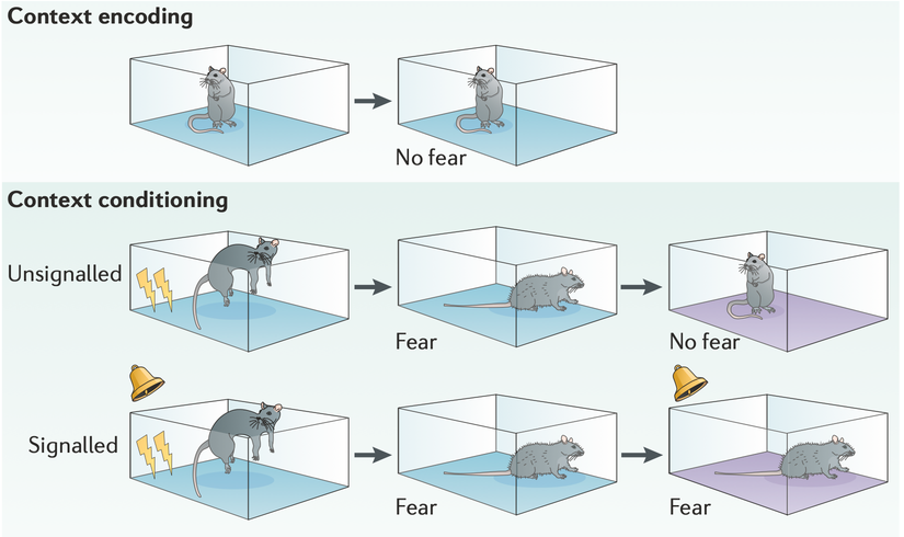 Hayvanlarda belirli bir bağlam altında ayağa elektrik şoku gibi bir uyaran ile korku koşullanması oluşturulabilir.